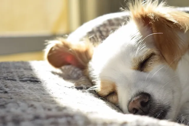 Taking care of your dog this winter | Lyka Pet Food Journal