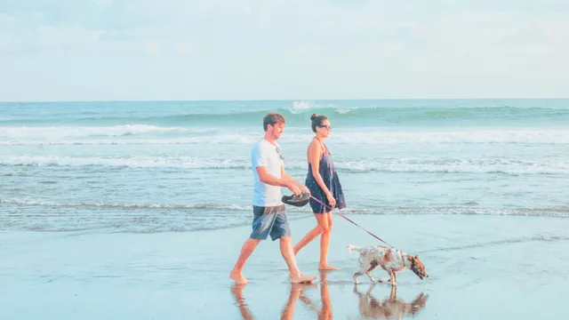 4 Dog beaches in Brisbane to take pupper to this summer