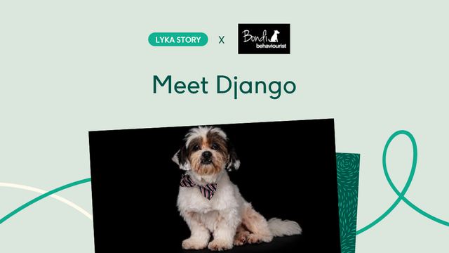 Lyka Story: Natural foods for dogs improves Django's behaviour