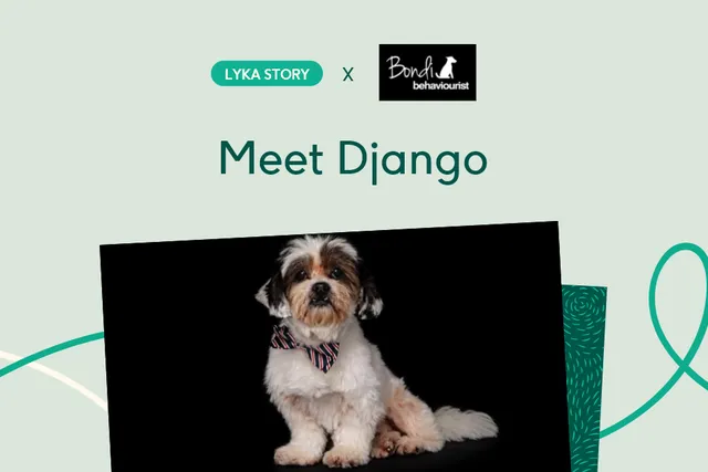 Lyka Story: Natural foods for dogs improves Django's behaviour