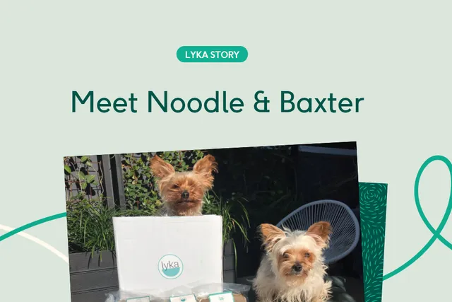 Two small dogs sitting with Lyka delivery box