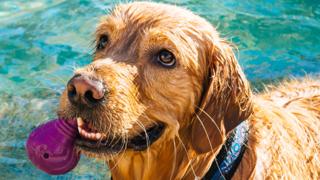 Hydrotherapy for dogs