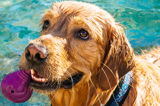 Hydrotherapy for dogs