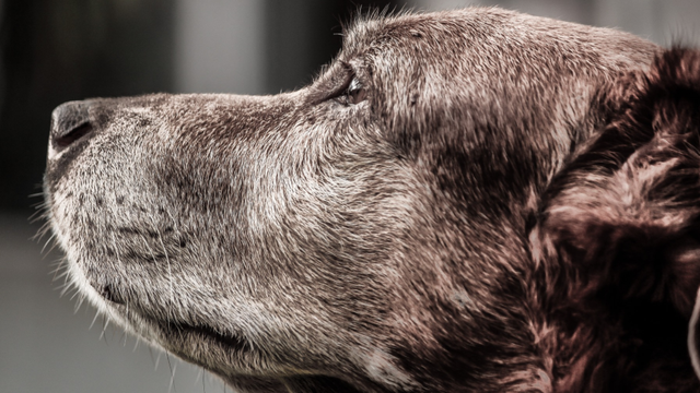 Dog close-up profile