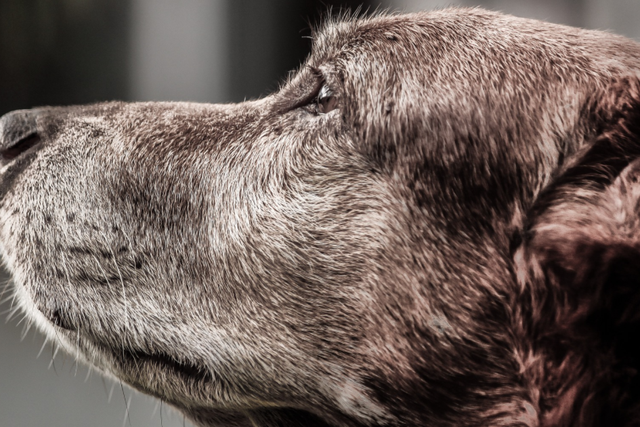 Dog close-up profile