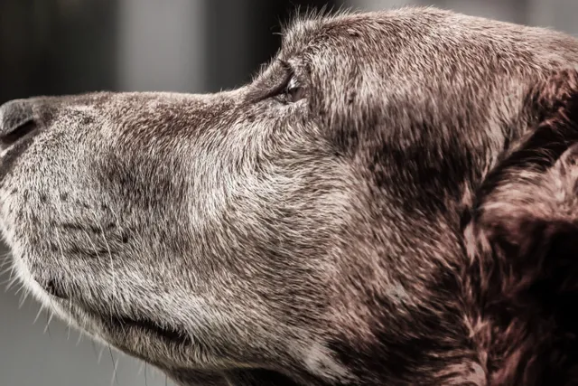 Dog close-up profile