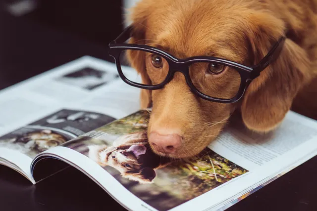 Fresh Dog Food: what we've learnt last decade