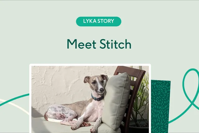Stitch the whippet sitting on lounge outdoors