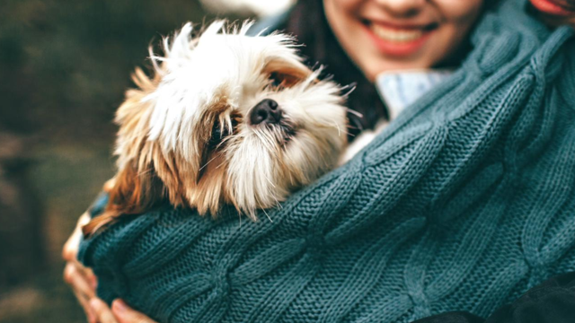 dog-held-by-woman-covered-in-knit-scarf