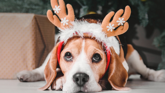 dog-wearing-christmas-antlers