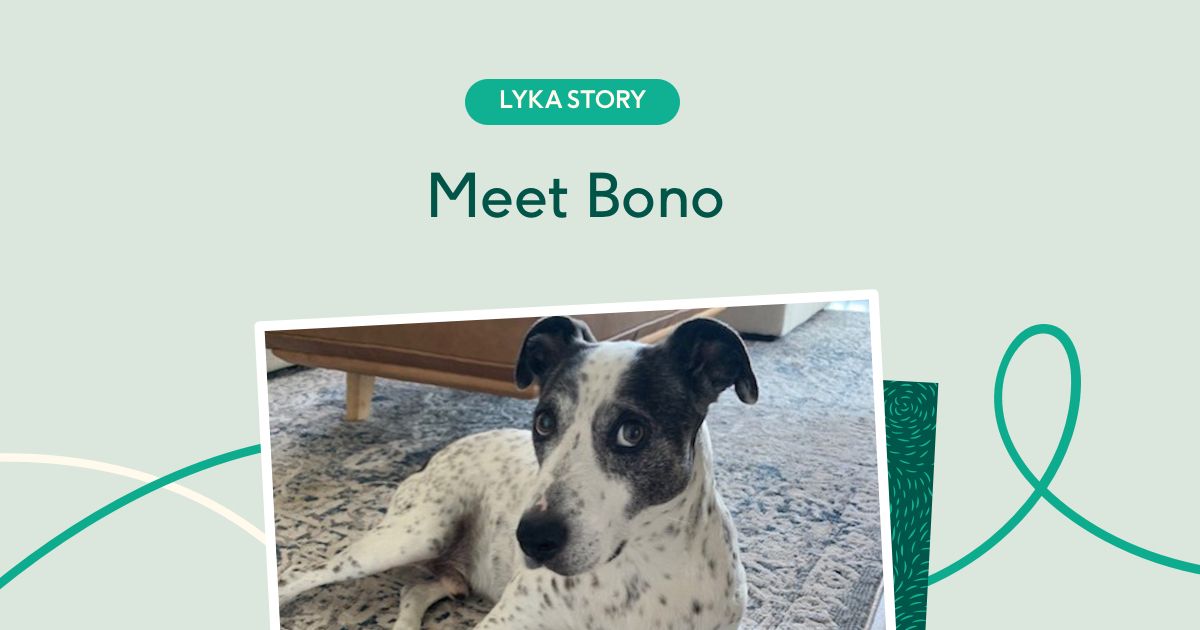 What to Give a Dog With Low Blood Sugar: Keeping Your Pup Safe in an Emergency