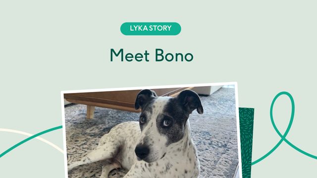 Fresh food helps Bono the Staffy x Australian Cattle dog's low blood sugar