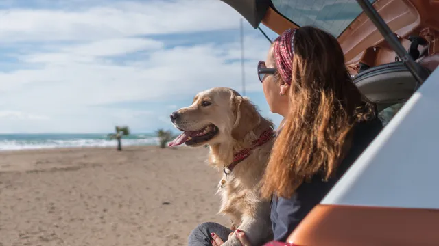 Woman and dog in car boot on beach