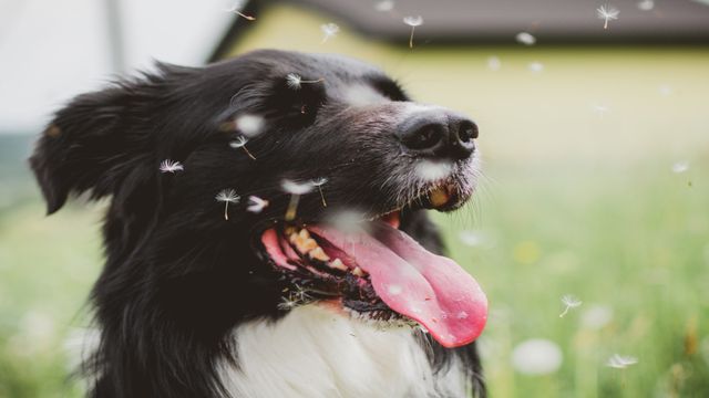 Dog skin allergies: Triggers and how to ditch the itch