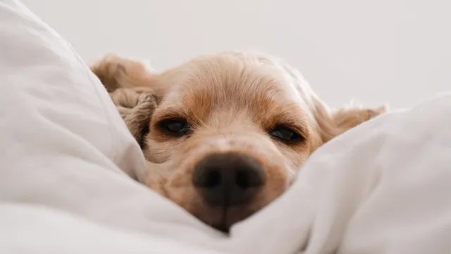 Holiday mode on: Best dog-friendly stays in South Australia