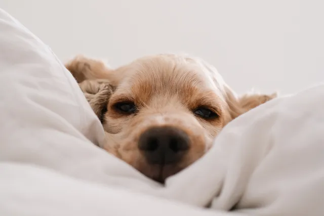 Holiday mode on: Best dog-friendly stays in South Australia