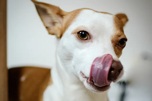 Dog-safe chocolate recipes for Easter | Lyka Pet Food