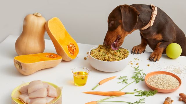 Dachshund eating Lyka Turkey Bowl on table