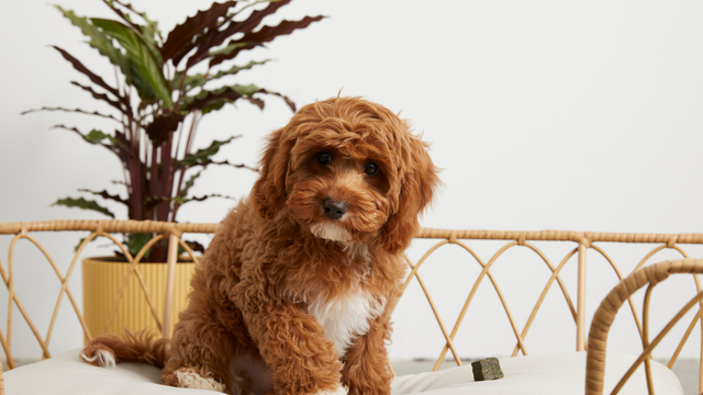 Small brown puppy dog sitting on lounge