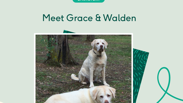 Two senior Labradors outdoors