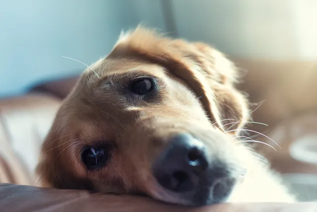 The importance of human-grade meat for dogs | Lyka Pet Food Journal