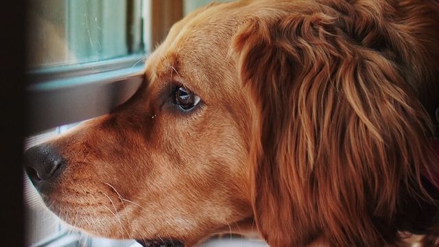 Dog sticking nose out window