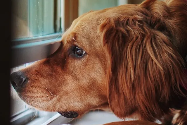Dog sticking nose out window