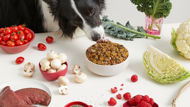 The safety, ethics & sustainability of our Roo Bowl | Lyka Pet Food