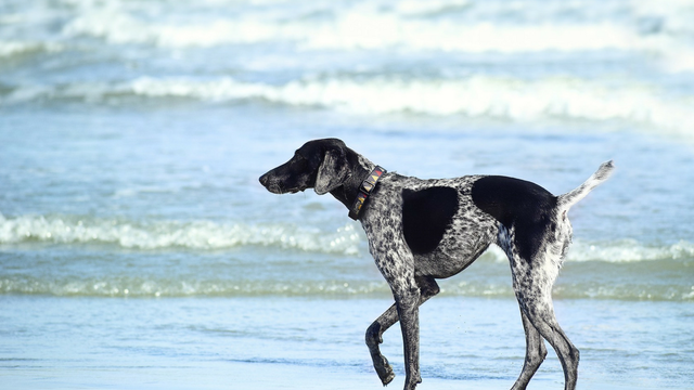 Sydney's most underrated dog beaches