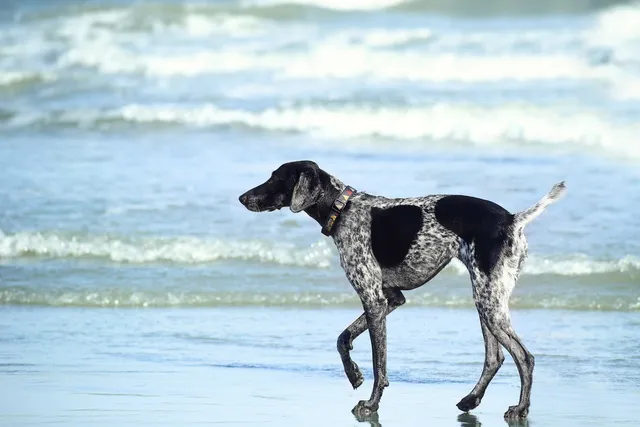 Sydney's most underrated dog beaches