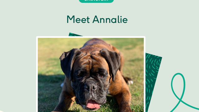 Annalie the boxer playing on grass