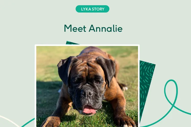 Annalie the boxer playing on grass