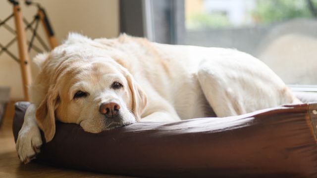 Labrador Retriever resting on bed in sun