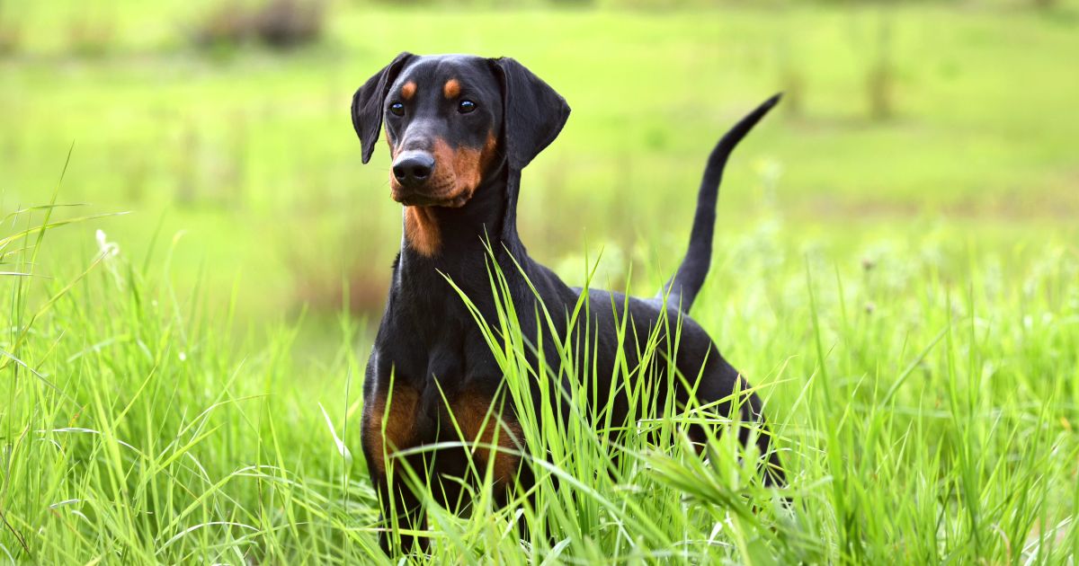 Let #39 s explore your dog #39 s anatomy Lyka Blog