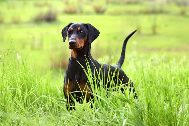 Black and brown dog in field