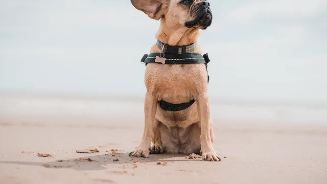 Best dog-friendly beaches in Queensland | Lyka Pet Food
