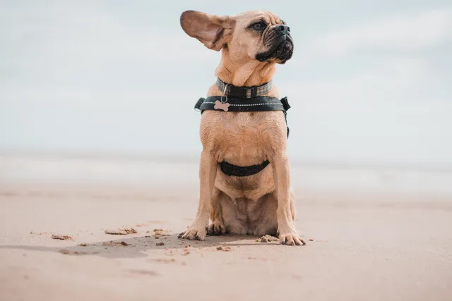 Best dog-friendly beaches in Queensland | Lyka Pet Food