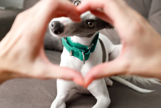 dog-looking-through-heart-made-from-persons-hands