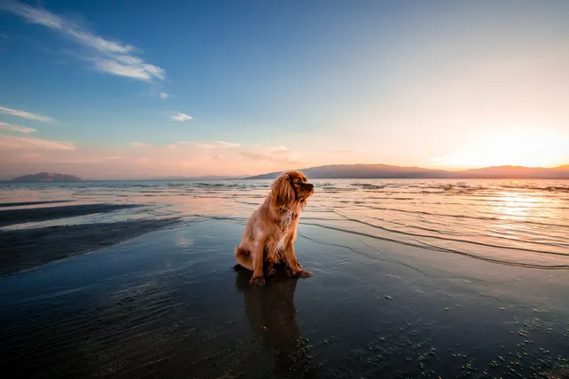 A Dog-Friendly Byron Bay Getaway