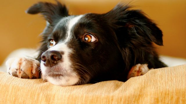 Stressed dog