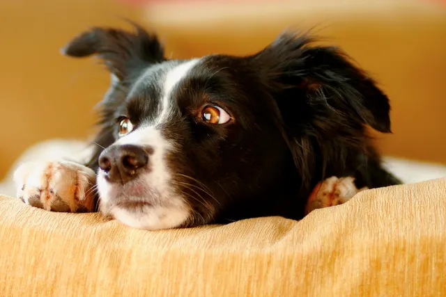 Stressed dog