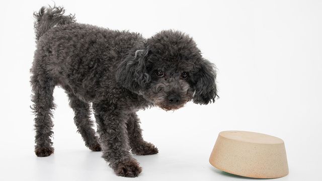 Curly haired dog standing next to dog bowl