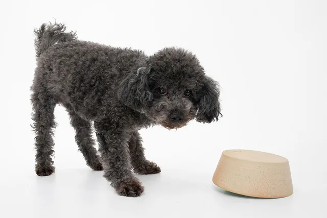 Curly haired dog standing next to dog bowl