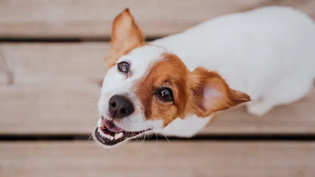 dog-looking-up-smiling-at-camera