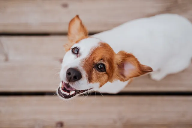 dog-looking-up-smiling-at-camera