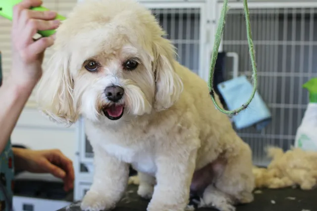 Small dog on table being groomed