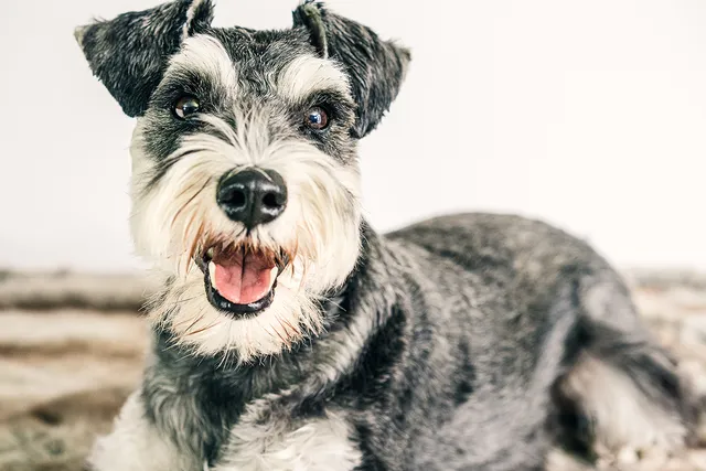 How to choose the right dog groomer | Lyka Pet Food
