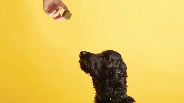 Hand offering supplement to black dog