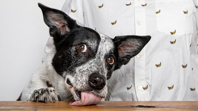 dog-licking-table-looking-into-camera