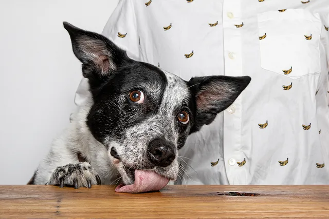 dog-licking-table-looking-into-camera